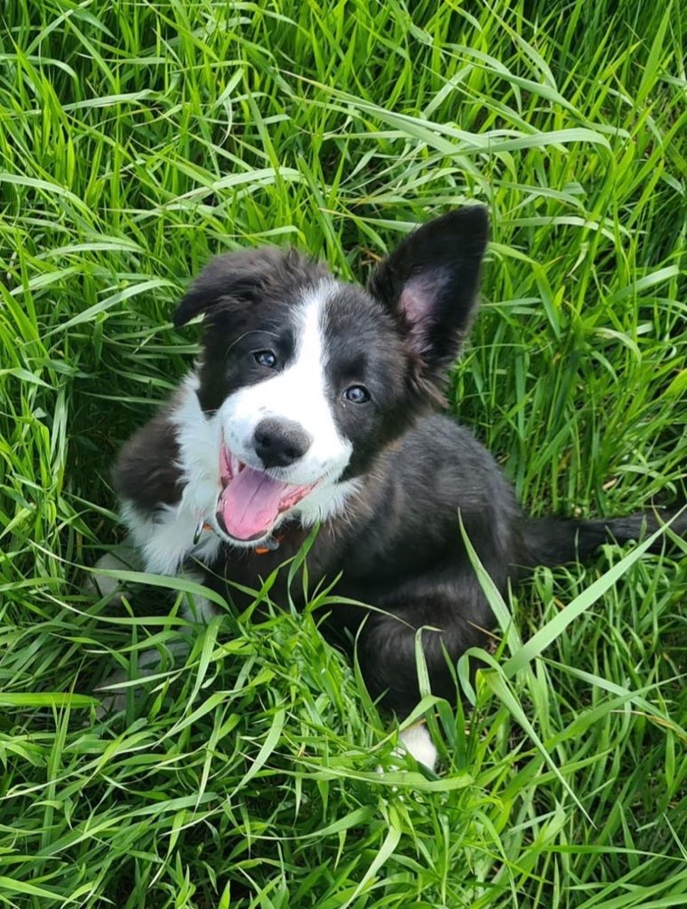 Zina, the studio dog, a border collie, in the grass